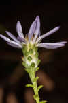 Walter's aster